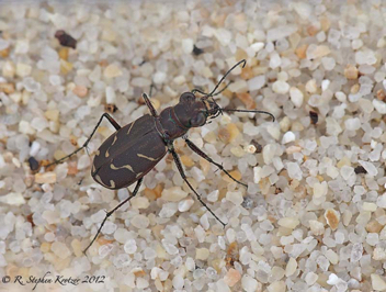 Cicindela tranquebarica